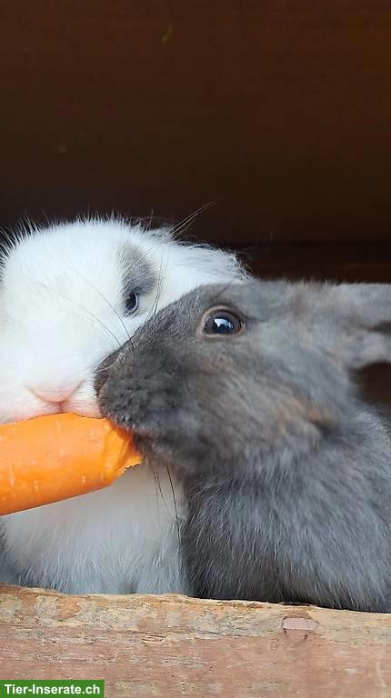 Bild 4: Löwenkopf/Zwergwidder Pärchen suchen liebevolles Zuhause