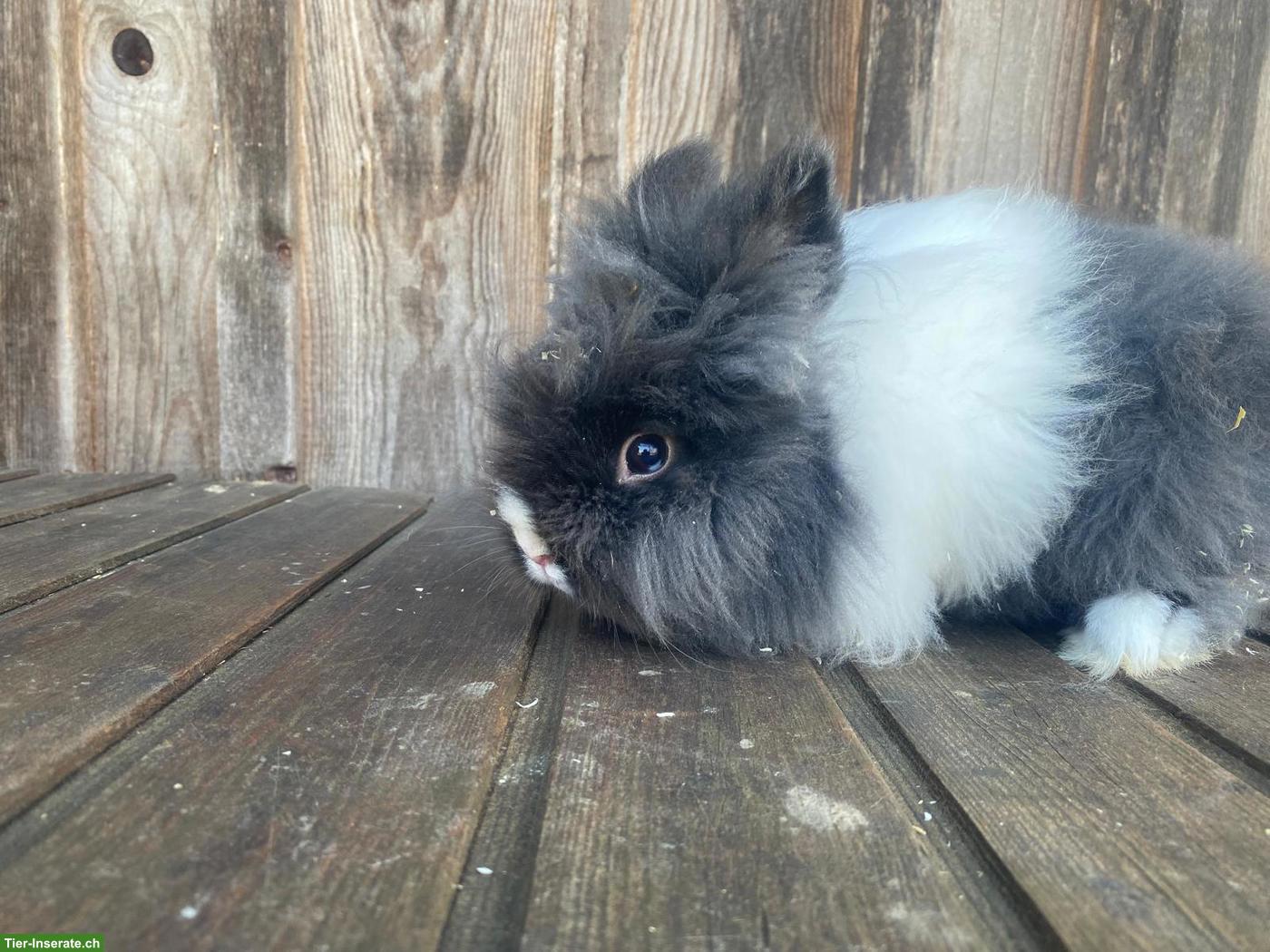 Löwenköpfchen Männchen schwarz-weiss gefleckt
