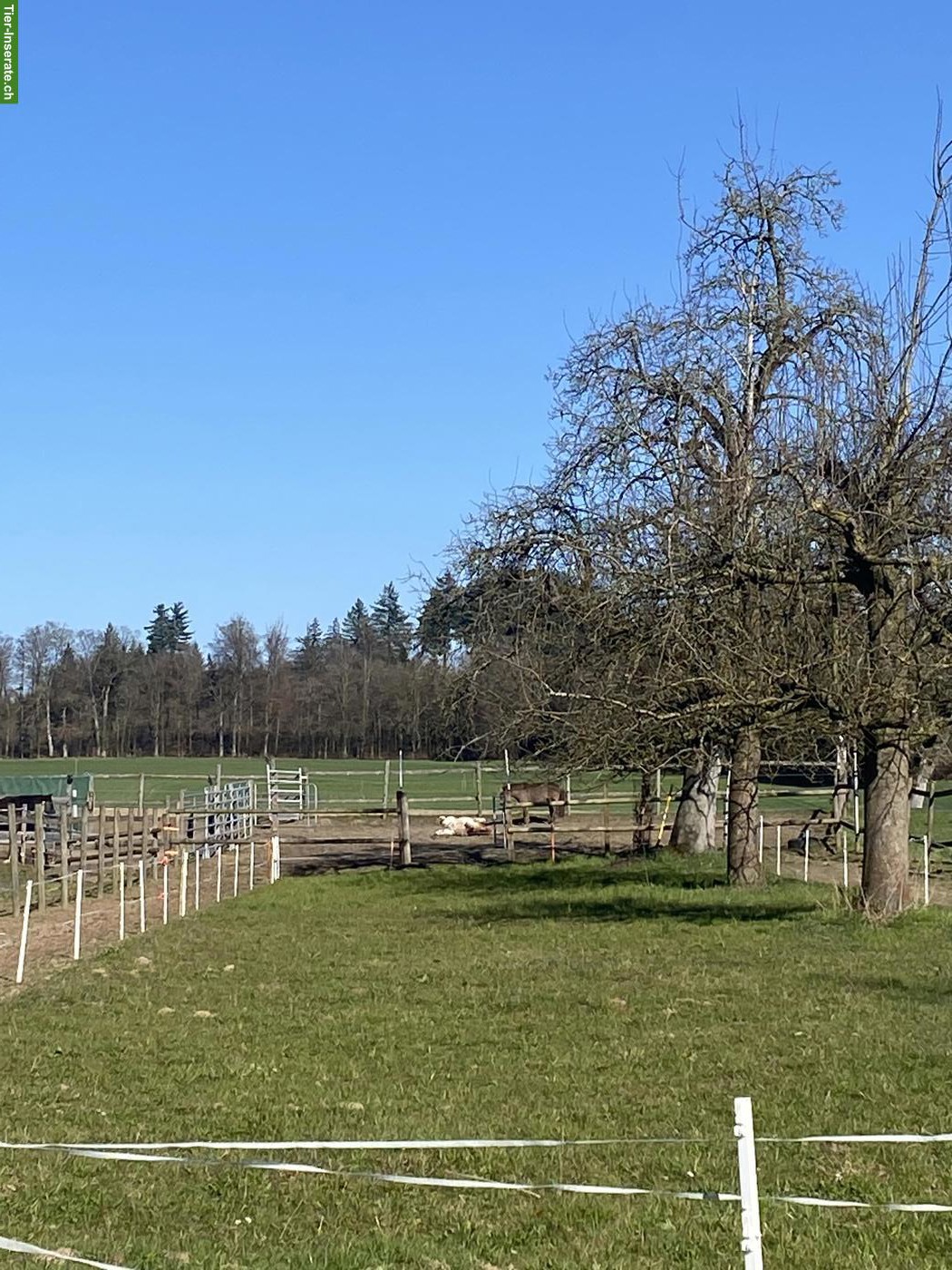 Bieten Pony Ferienplatz in Waldhäusern im Aargau