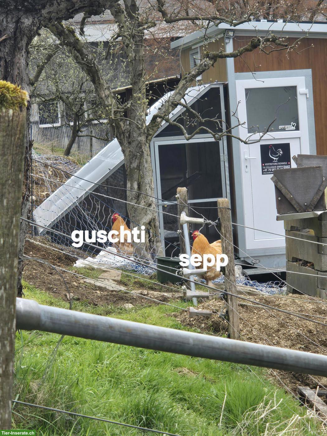 4 junge Orpington Hähne