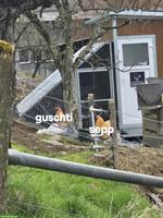 4 junge Orpington Hähne