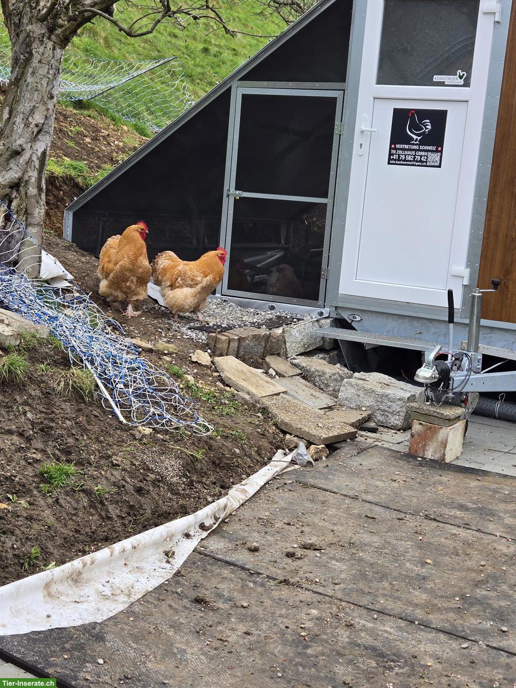 Bild 2: 4 junge Orpington Hähne