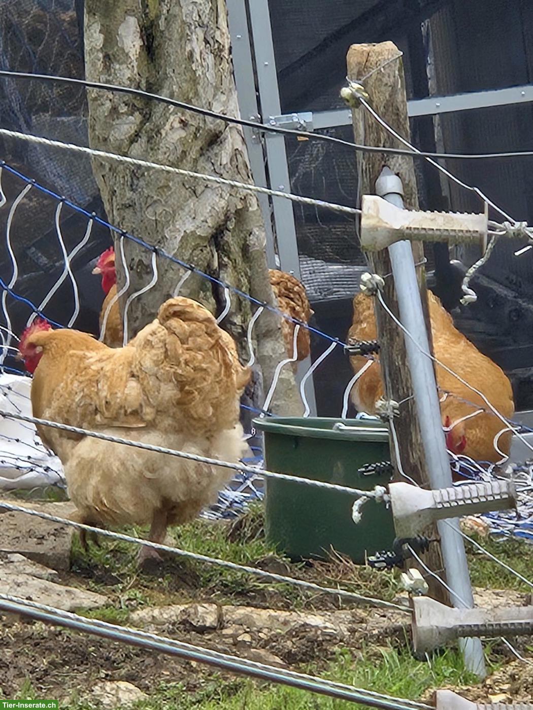 Bild 3: 4 junge Orpington Hähne