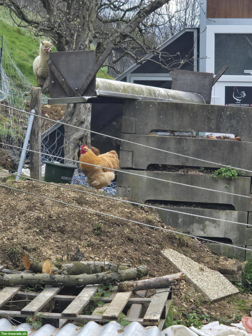 Bild 4: 4 junge Orpington Hähne