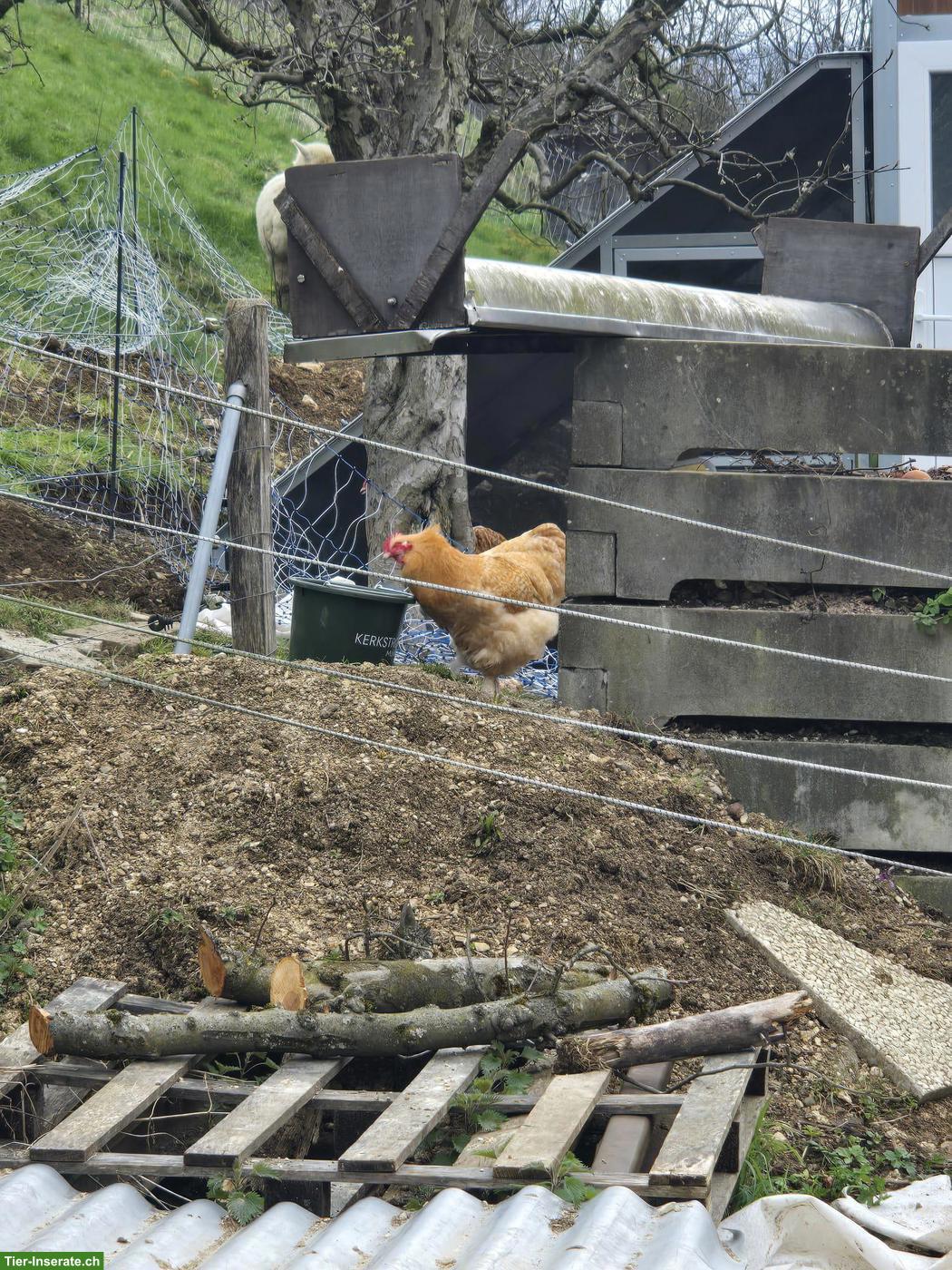 Bild 5: 4 junge Orpington Hähne