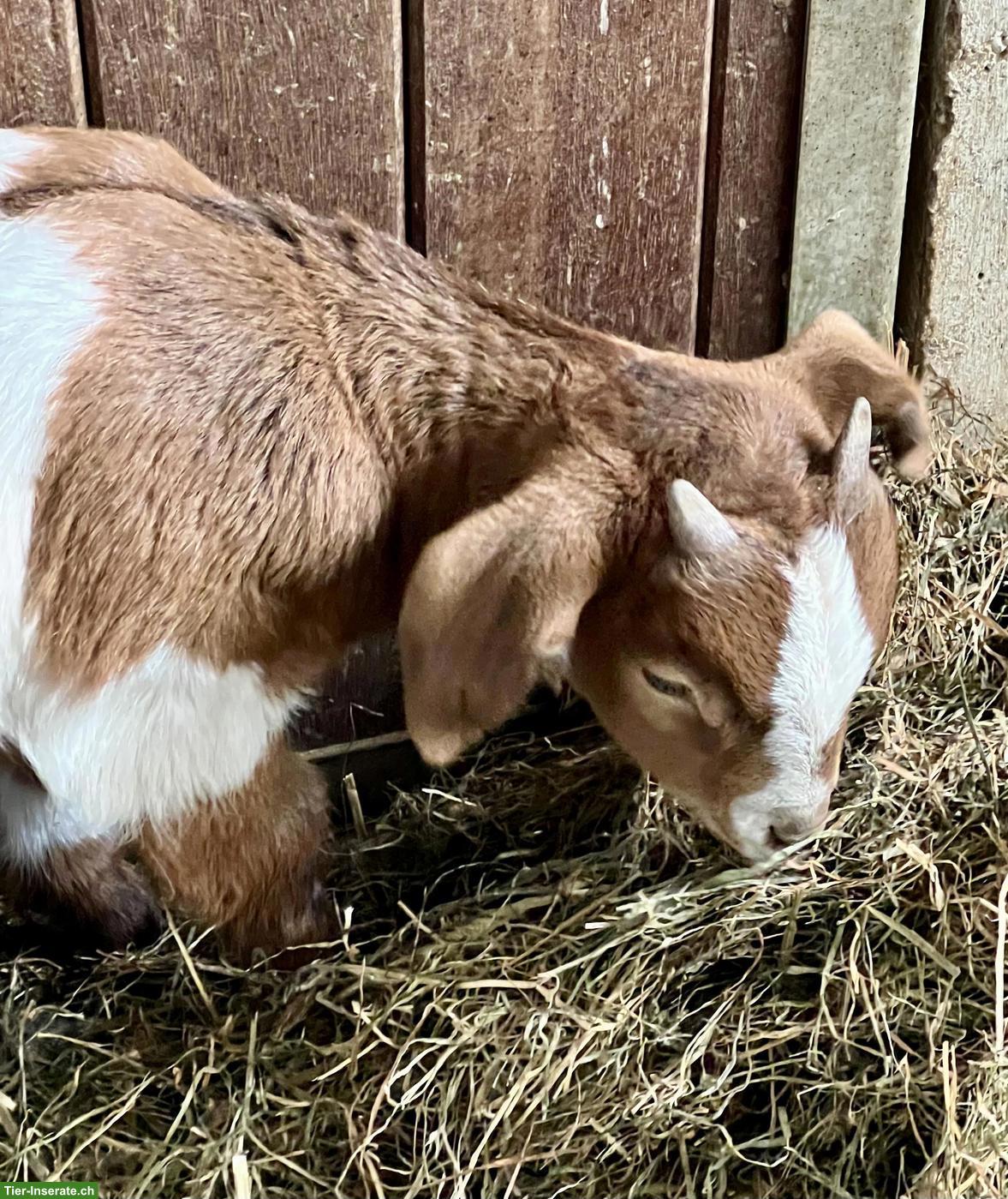 Menschenbezogene Burenziege "Pfüdi" sucht Lebensplatz