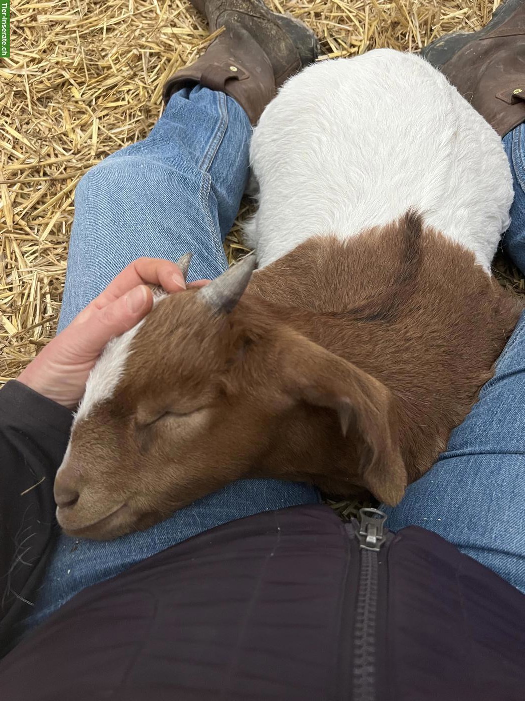 Bild 2: Menschenbezogene Burenziege "Pfüdi" sucht Lebensplatz