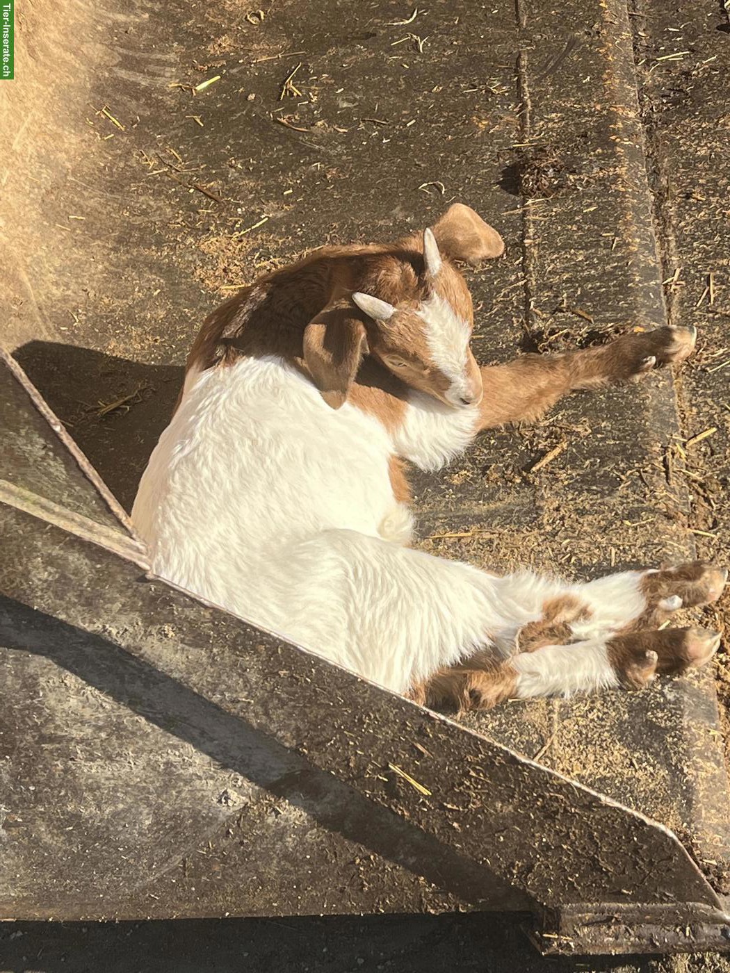 Bild 3: Menschenbezogene Burenziege "Pfüdi" sucht Lebensplatz