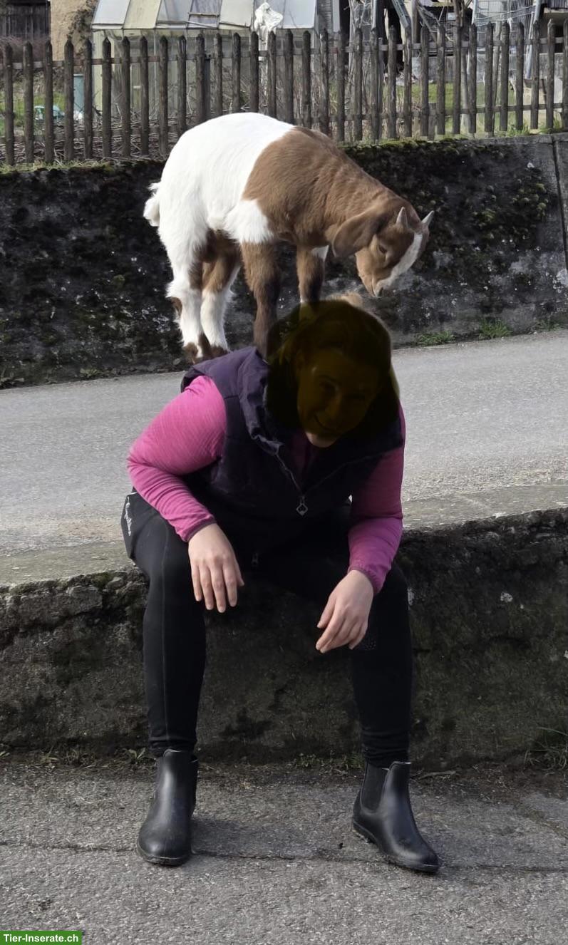 Bild 4: Menschenbezogene Burenziege "Pfüdi" sucht Lebensplatz