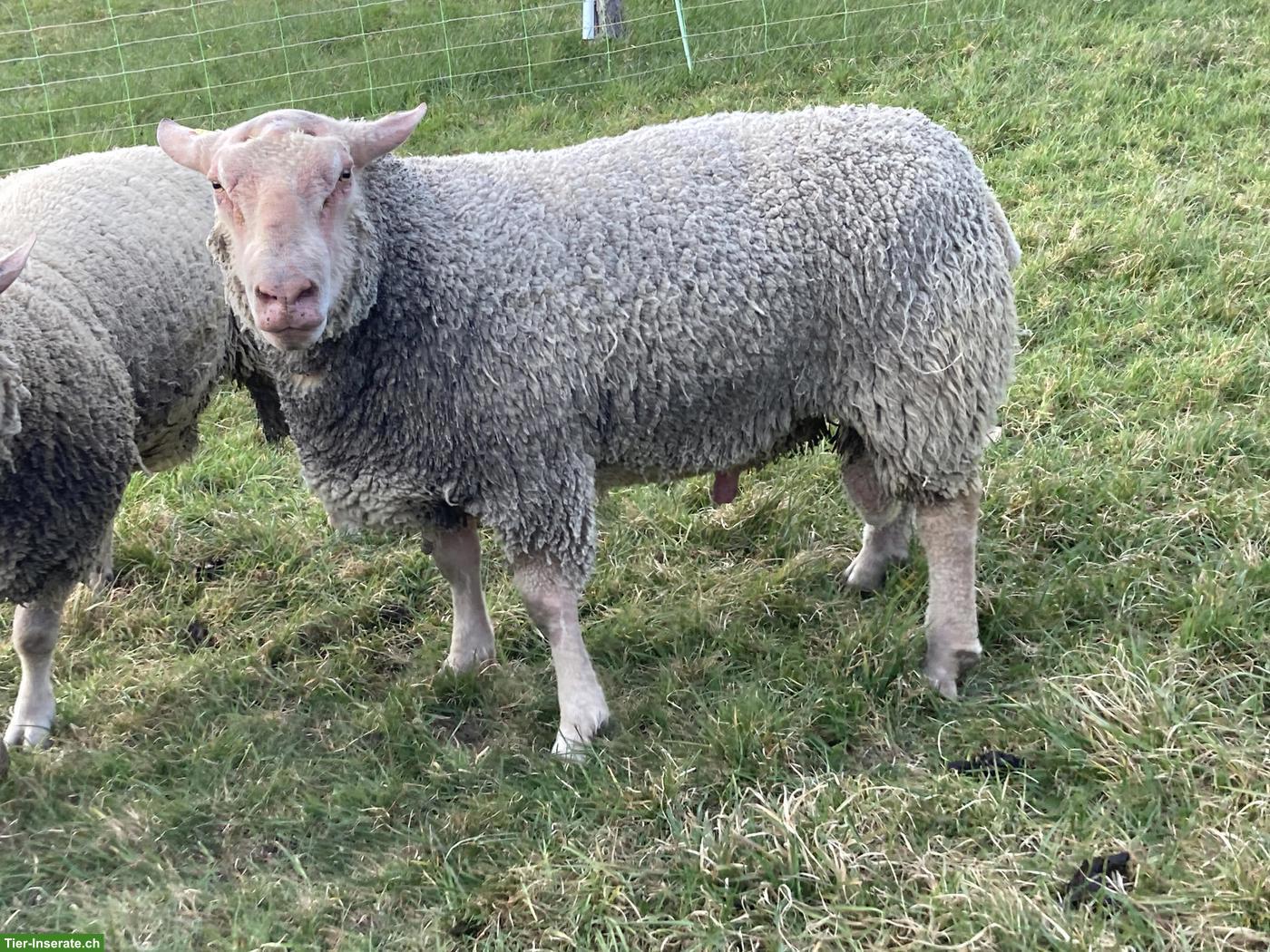 Charollais Widder zu verkaufen