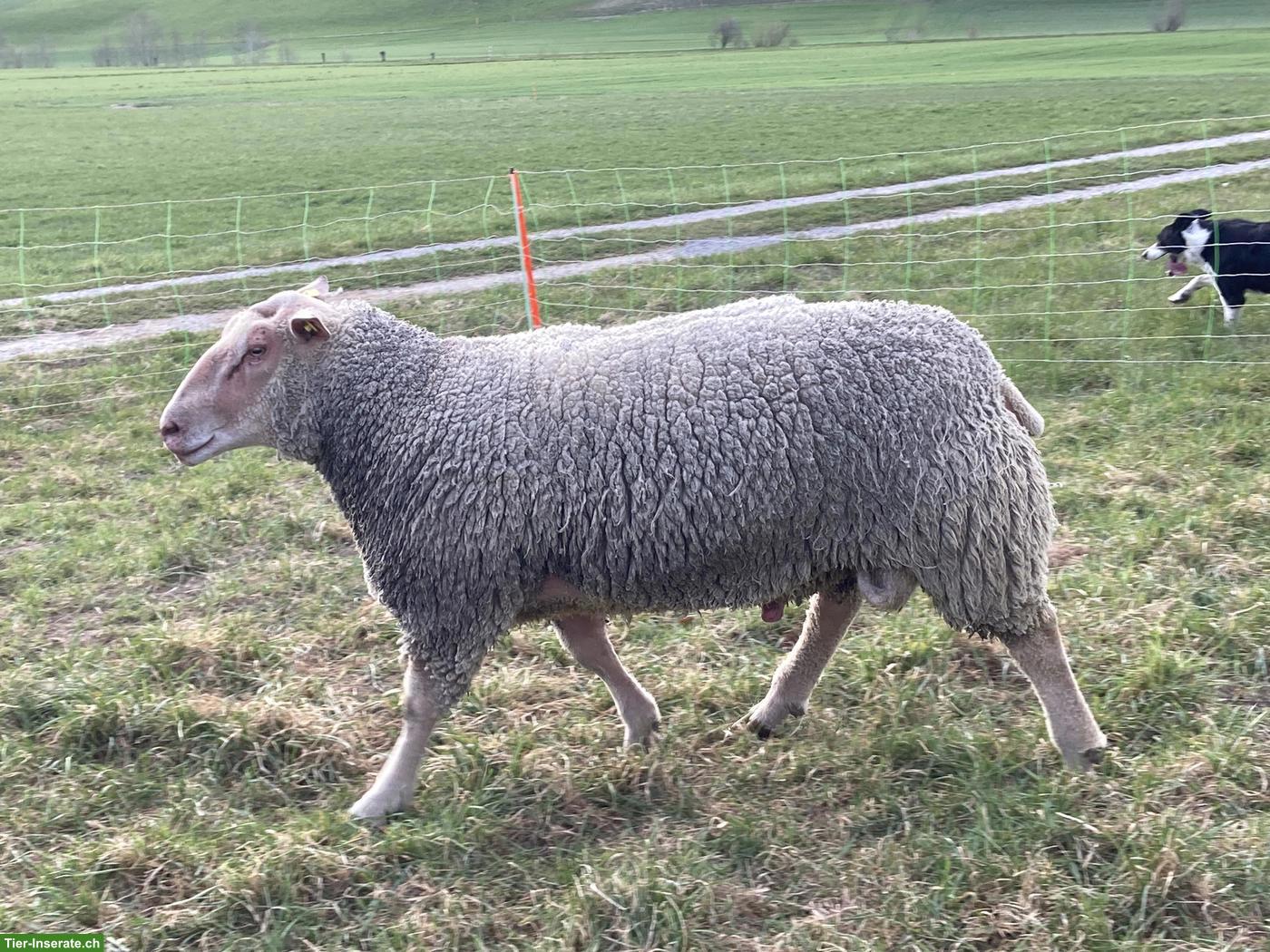 Bild 2: Charollais Widder zu verkaufen