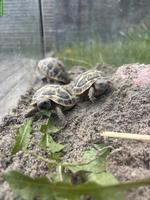 Griechische Landschildkröten Babys für Aussenhaltung
