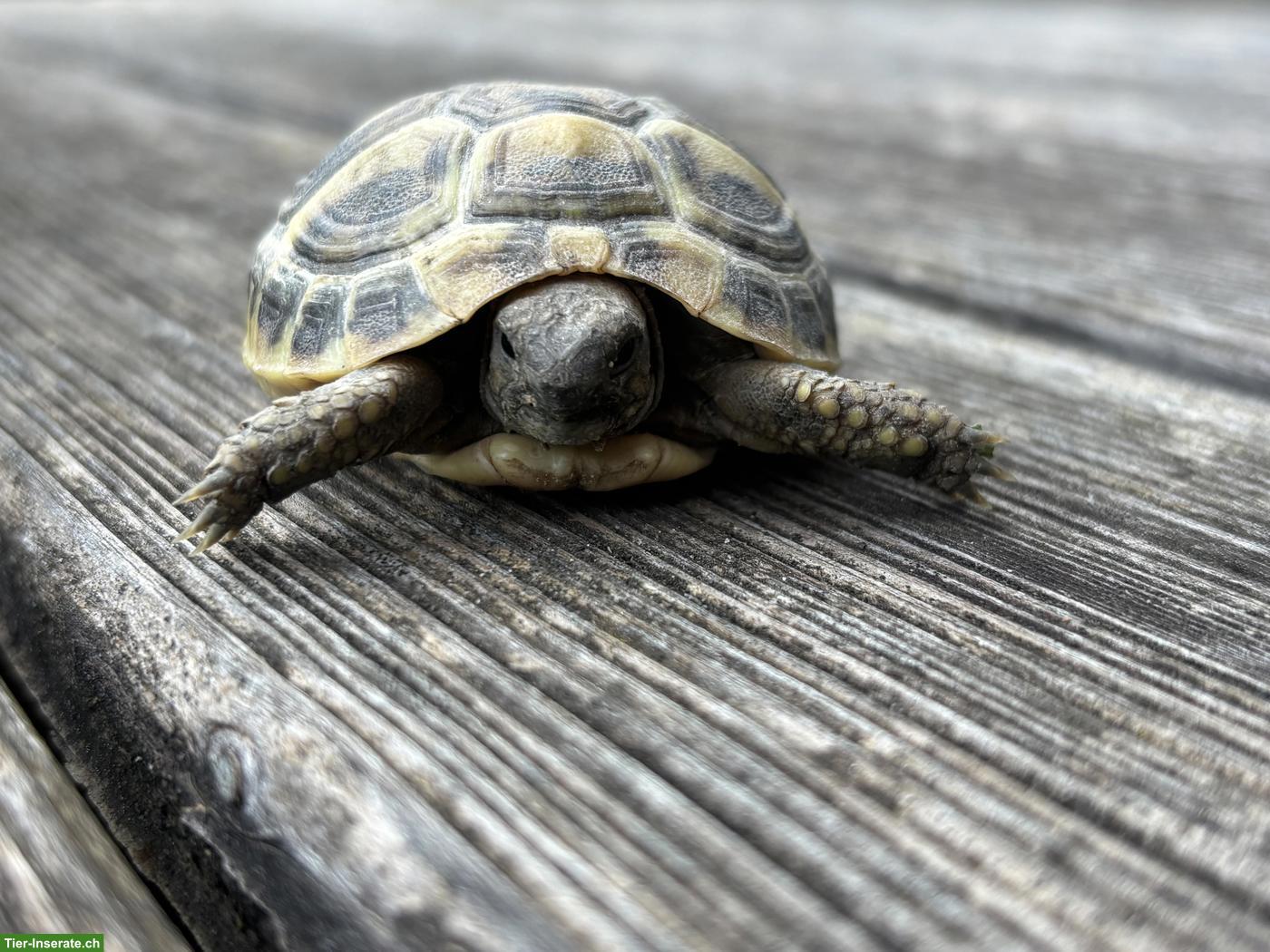 Bild 2: Griechische Landschildkröten Babys für Aussenhaltung