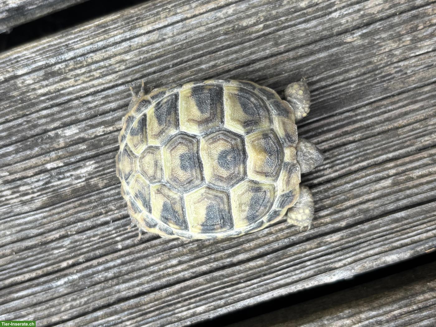 Bild 3: Griechische Landschildkröten Babys für Aussenhaltung