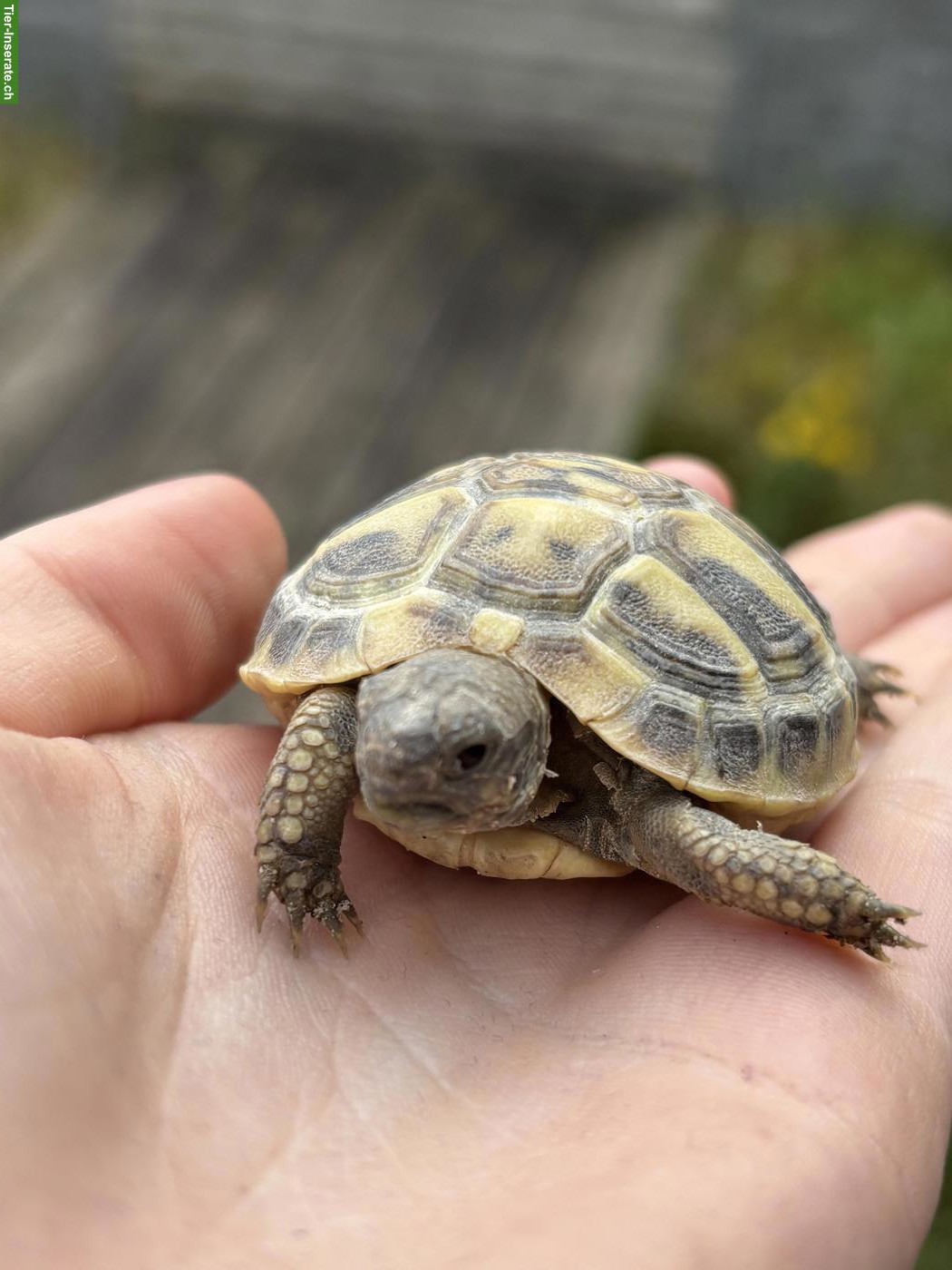 Bild 4: Griechische Landschildkröten Babys für Aussenhaltung