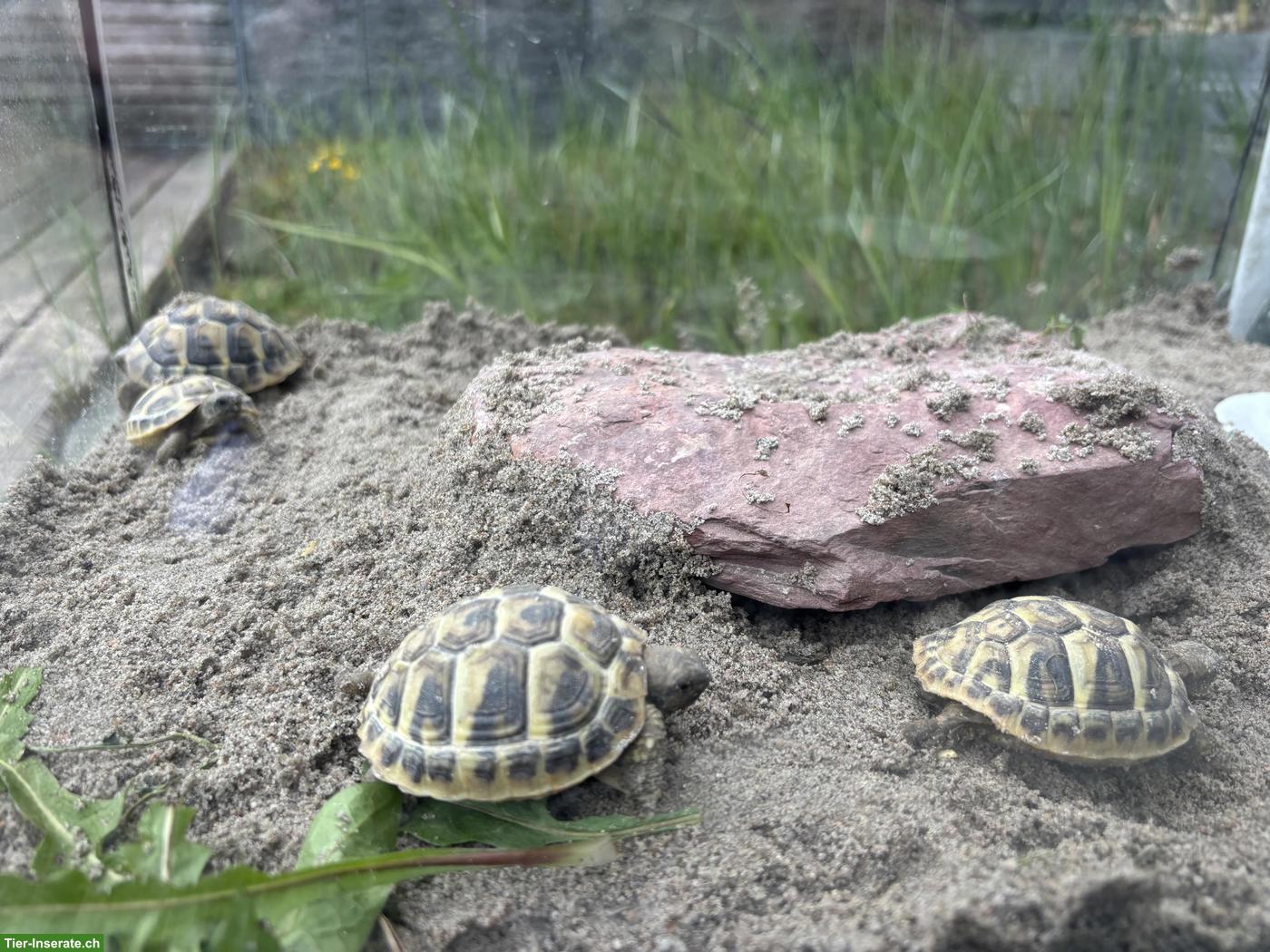Bild 5: Griechische Landschildkröten Babys für Aussenhaltung