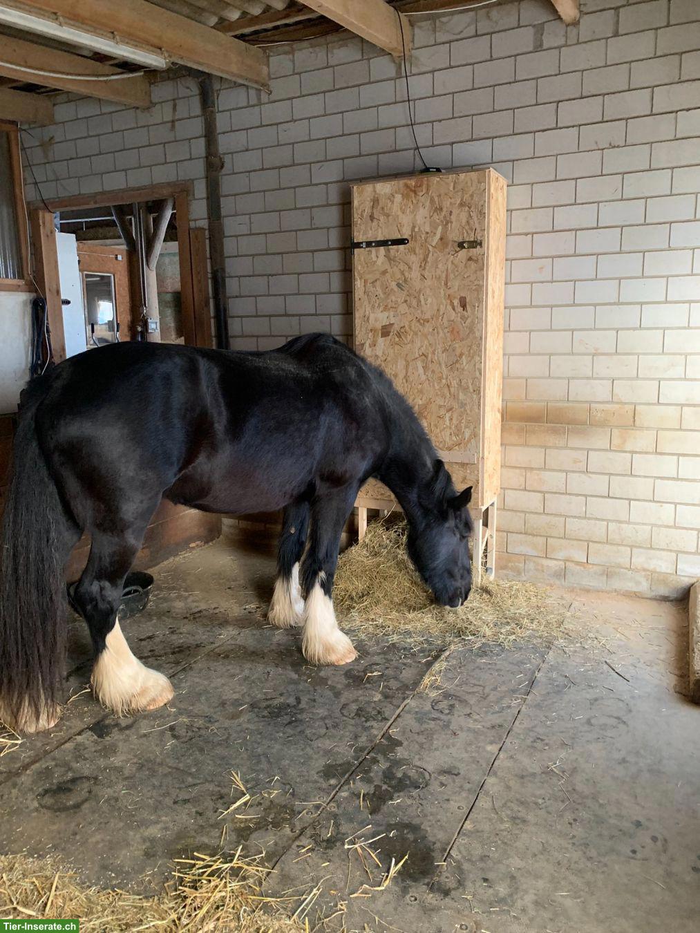 Bild 10: Futterautomat / Heuautomat für Pferde zu verkaufen