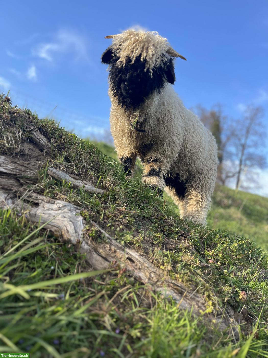 Walliser Schwarznasenschaf-Bock zu verkaufen, sehr anhänglich