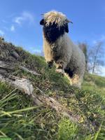 Walliser Schwarznasenschaf-Bock zu verkaufen, sehr anhänglich