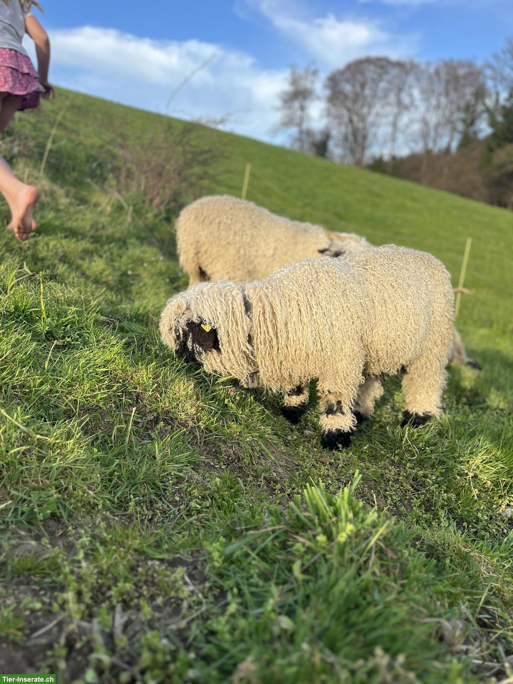 Bild 2: Walliser Schwarznasenschaf-Bock zu verkaufen, sehr anhänglich