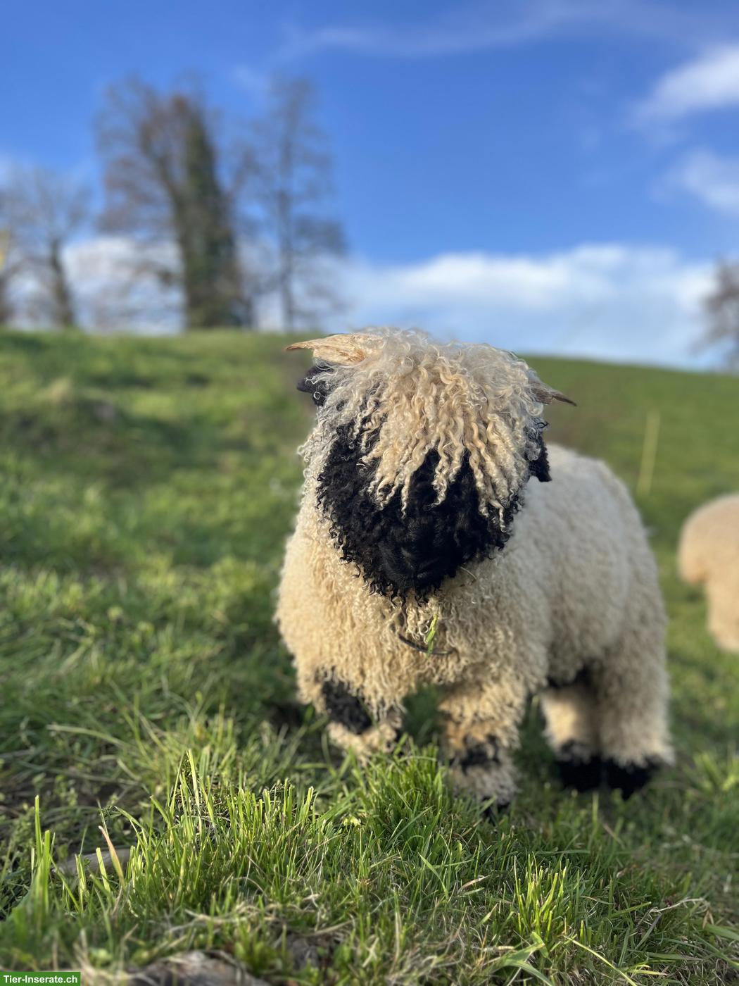 Bild 3: Walliser Schwarznasenschaf-Bock zu verkaufen, sehr anhänglich