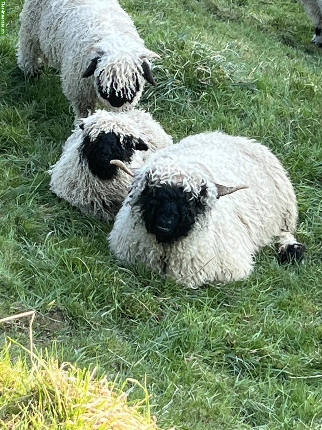 Bild 4: Walliser Schwarznasenschaf-Bock zu verkaufen, sehr anhänglich