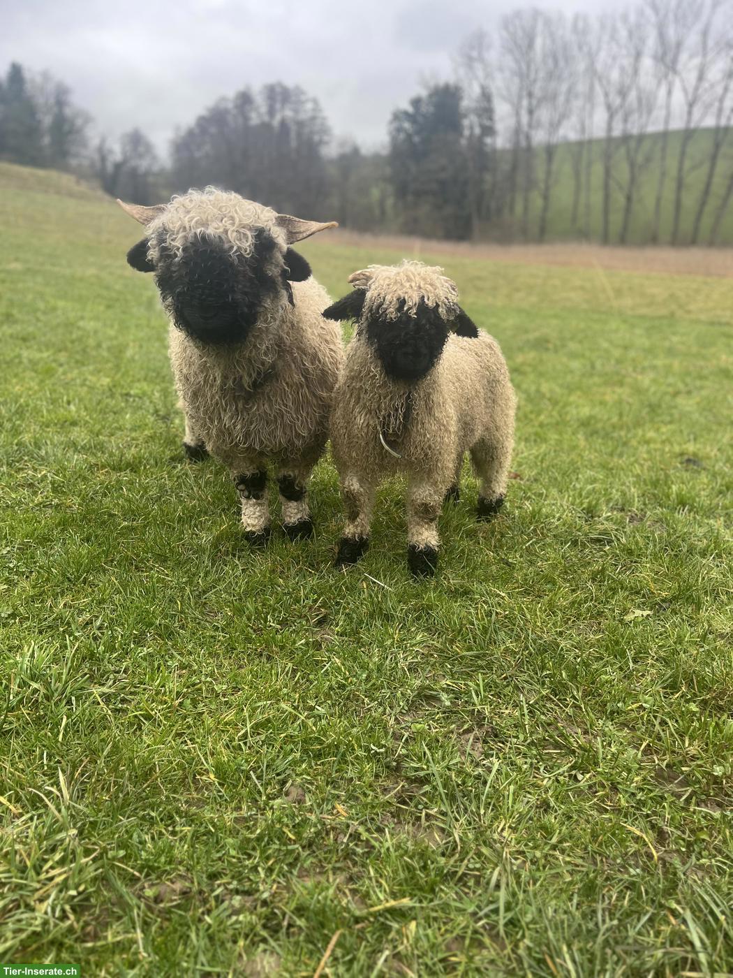 Walliser Schwarznasenschaf-Bock Verkauf oder Tausch