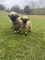 Walliser Schwarznasenschaf-Bock Verkauf oder Tausch
