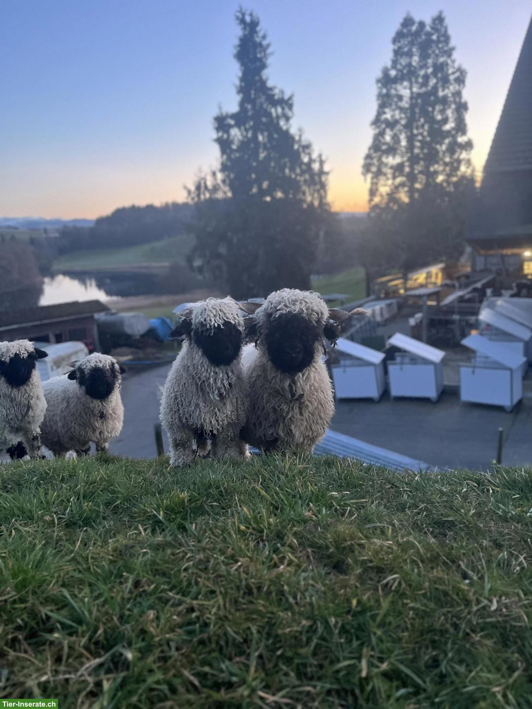 Bild 2: Walliser Schwarznasenschaf-Bock Verkauf oder Tausch