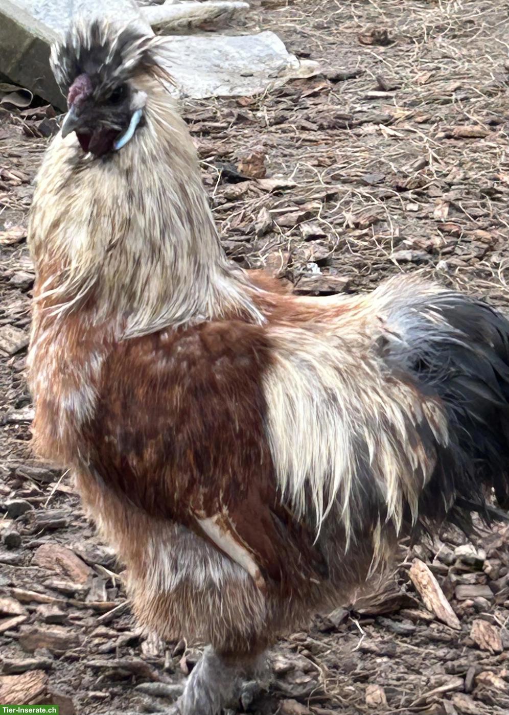 GRATIS: 2 Zwergseidenhähne, Jahrgang 2025