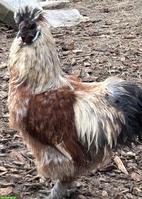 GRATIS: 2 Zwergseidenhähne, Jahrgang 2025