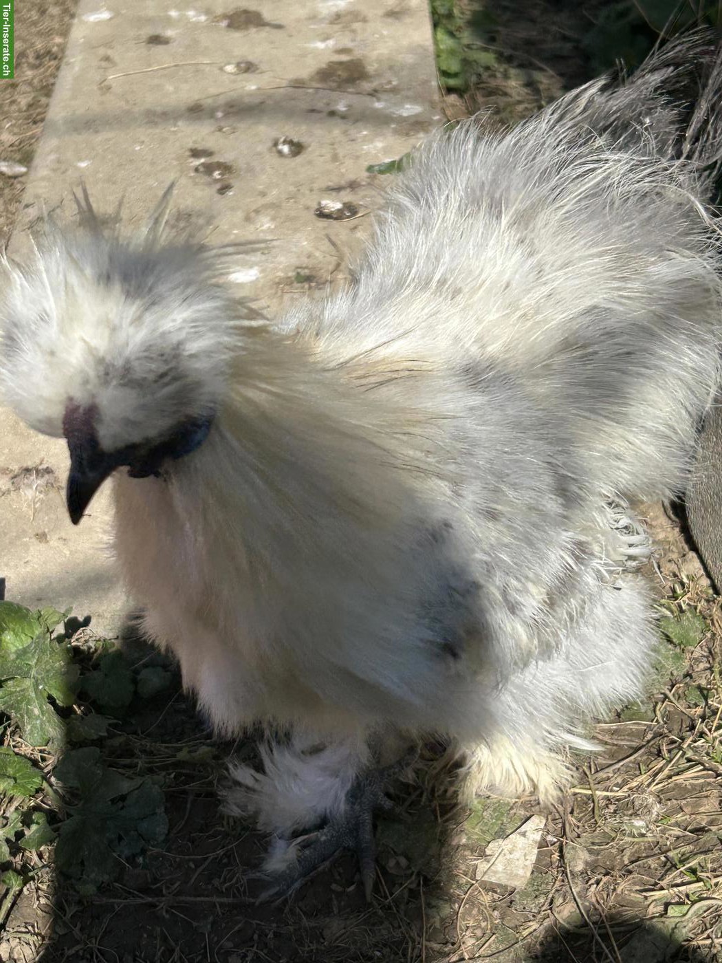 Bild 2: GRATIS: 2 Zwergseidenhähne, Jahrgang 2025