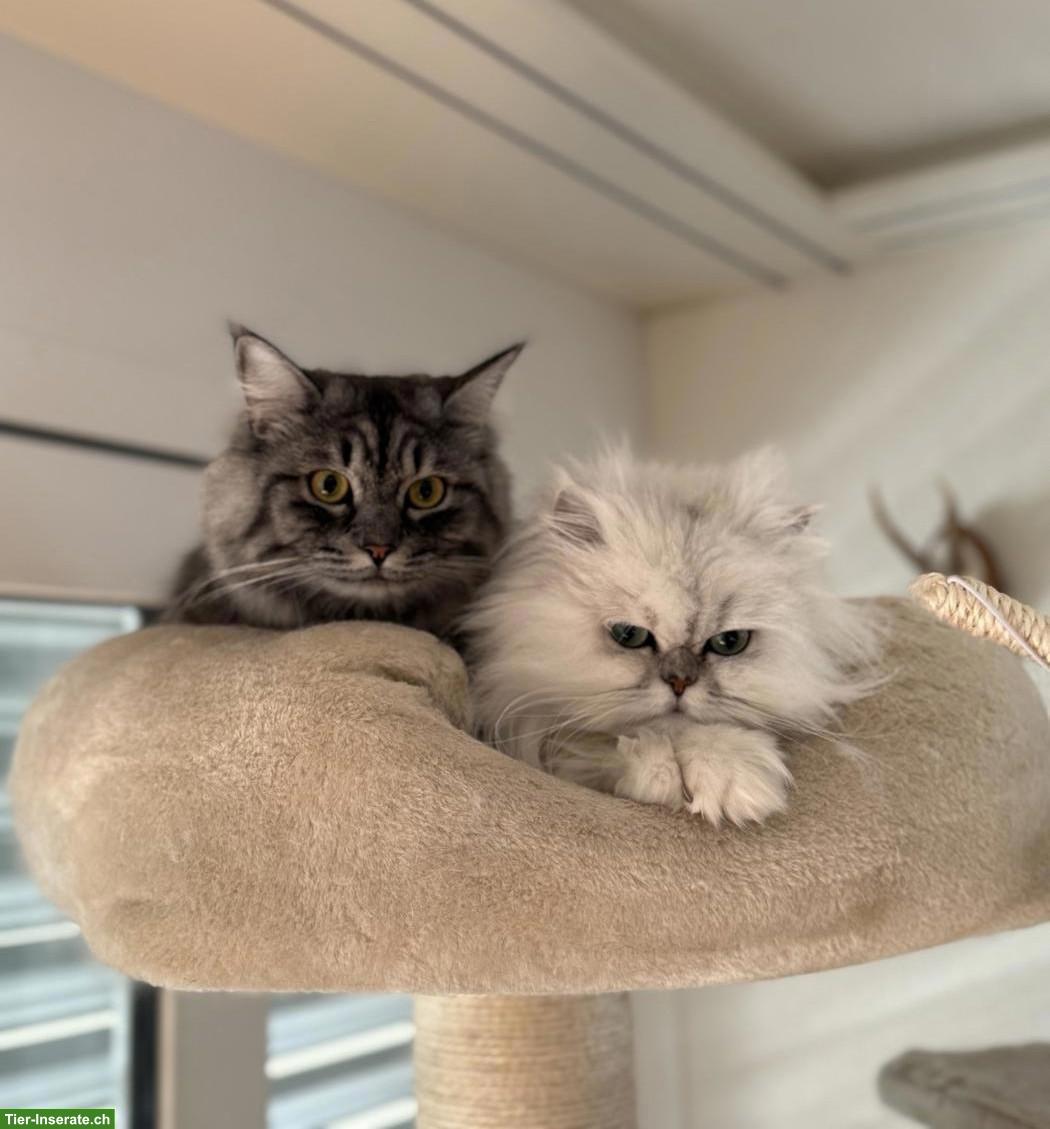 Wunderschöne BKH/BLH Hauskatzen