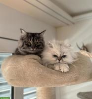 Wunderschöne BKH/BLH Hauskatzen