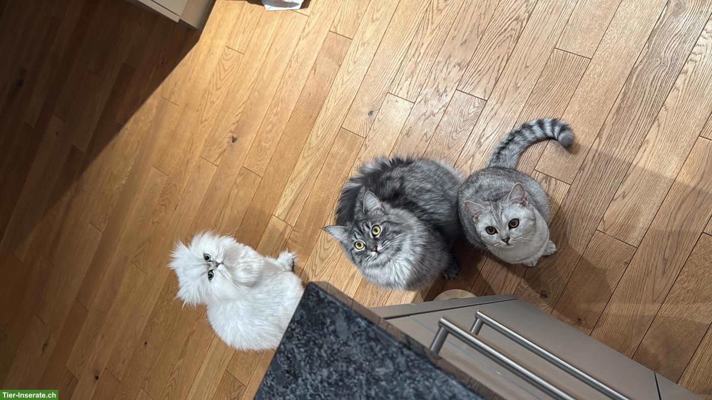 Bild 2: Wunderschöne BKH/BLH Hauskatzen