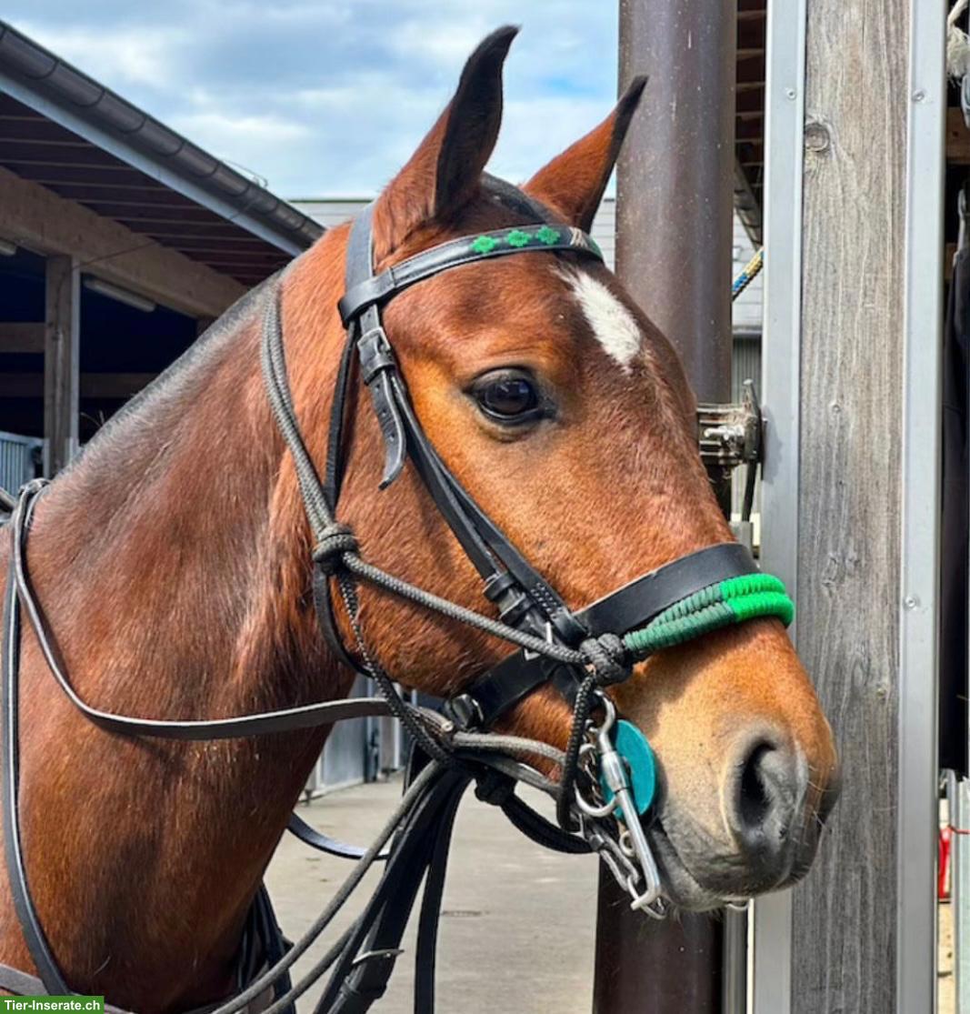 Polo Pony, 7-jähriger, topfitter Wallach aus Argentinien