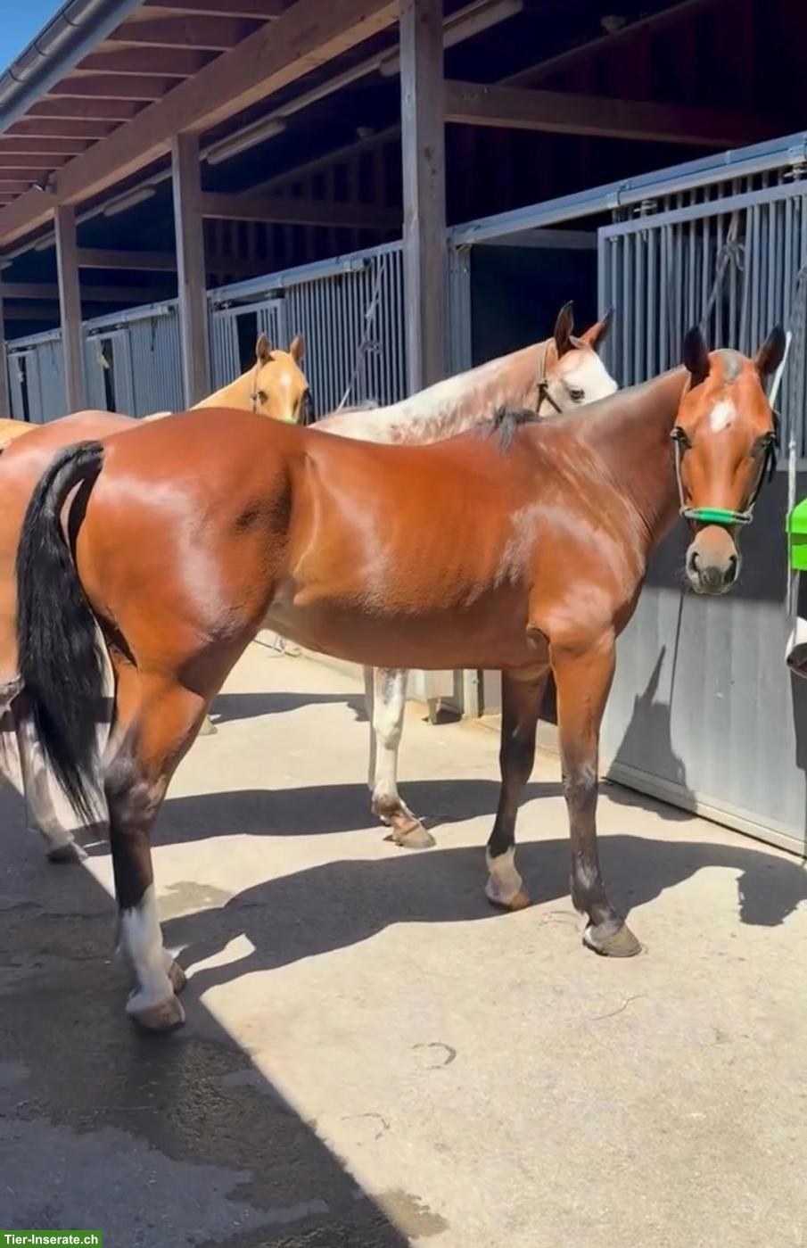 Bild 2: Polo Pony, 7-jähriger, topfitter Wallach aus Argentinien