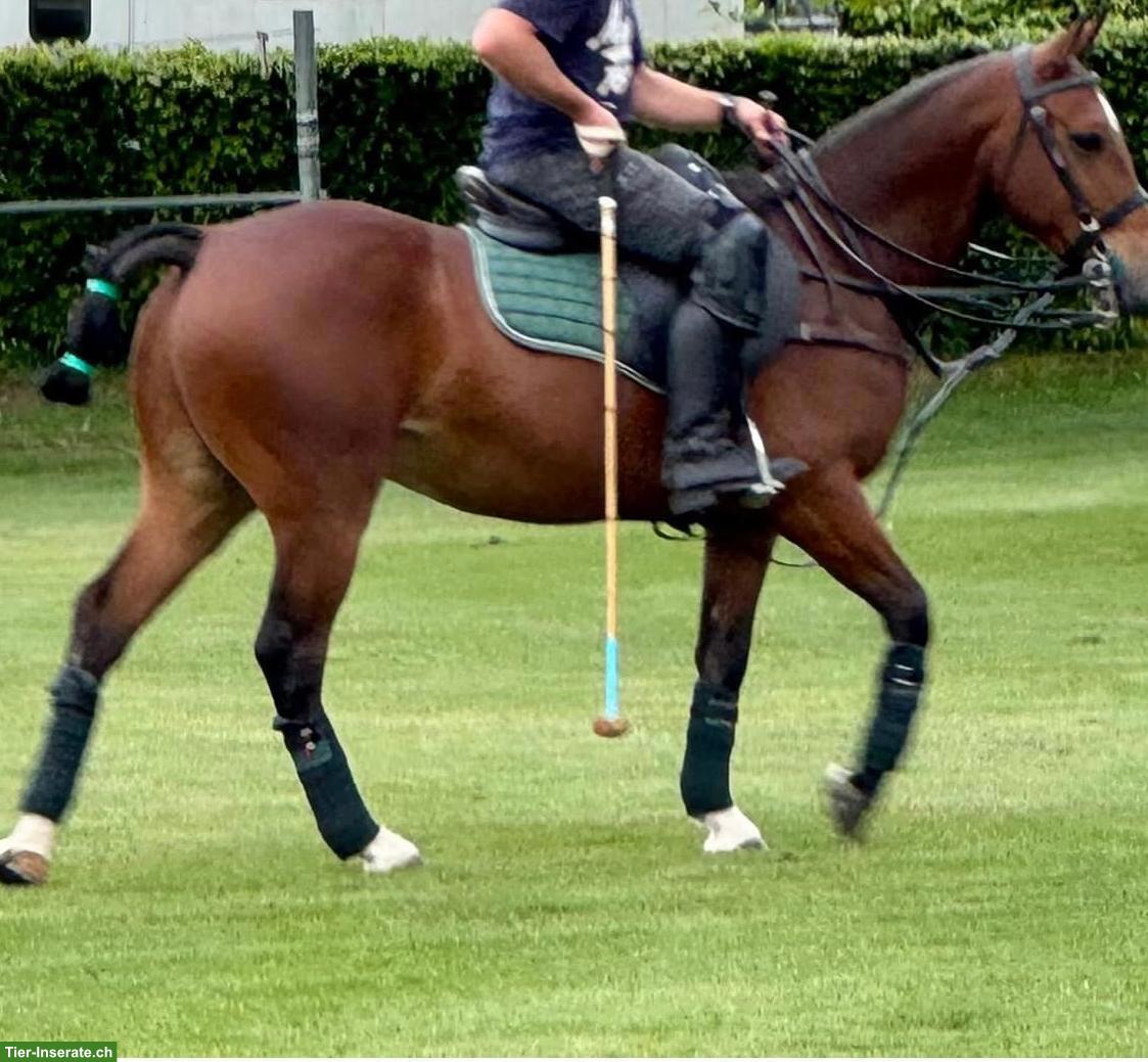 Bild 3: Polo Pony, 7-jähriger, topfitter Wallach aus Argentinien