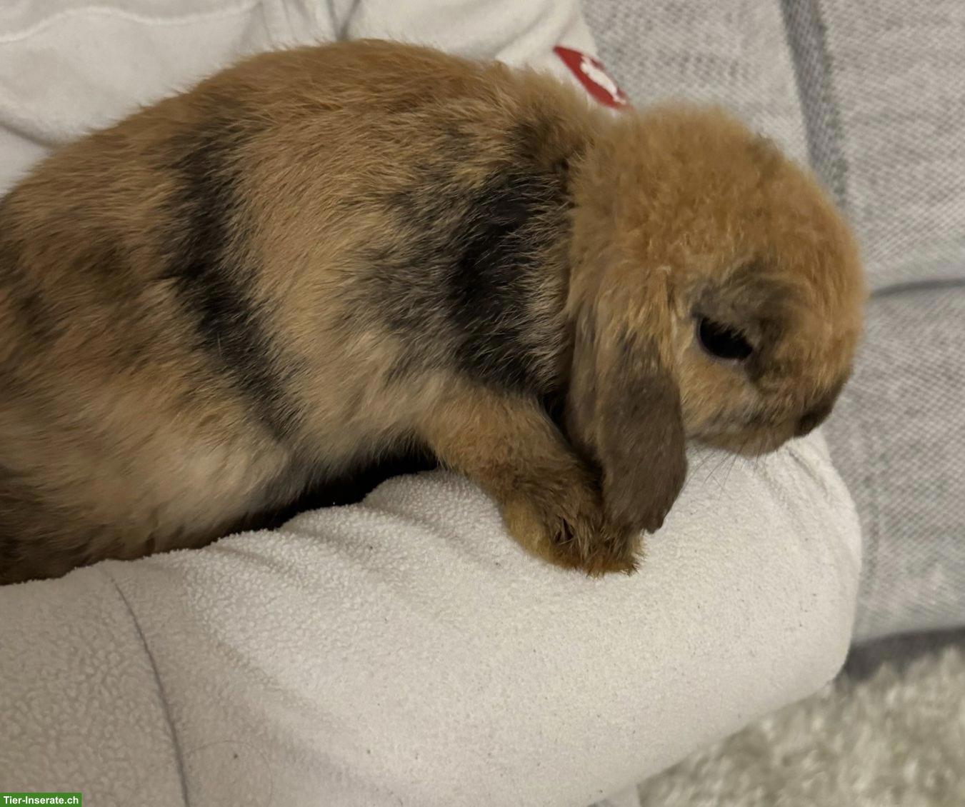 Weibliches Miniloop Kaninchen abzugeben