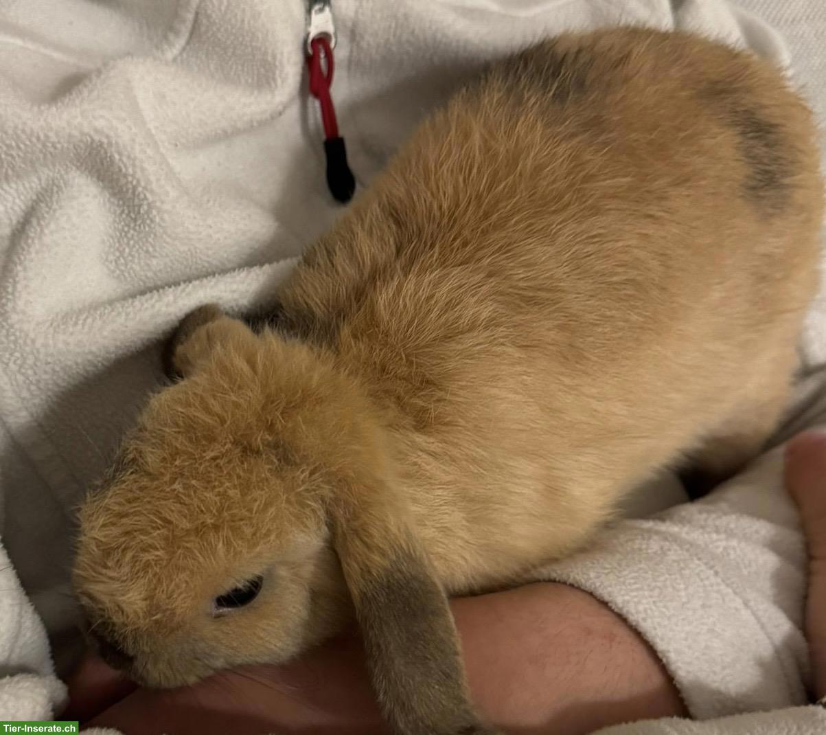 Bild 2: Weibliches Miniloop Kaninchen abzugeben