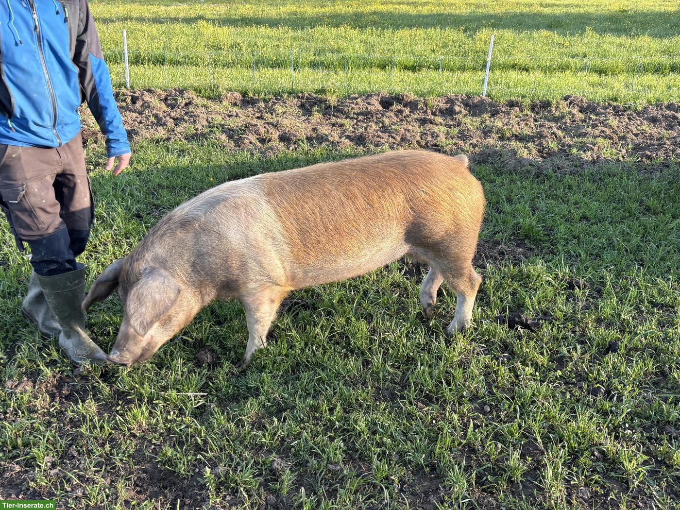Schöne, zutrauliche More zu verkaufen