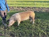 Schöne, zutrauliche More zu verkaufen