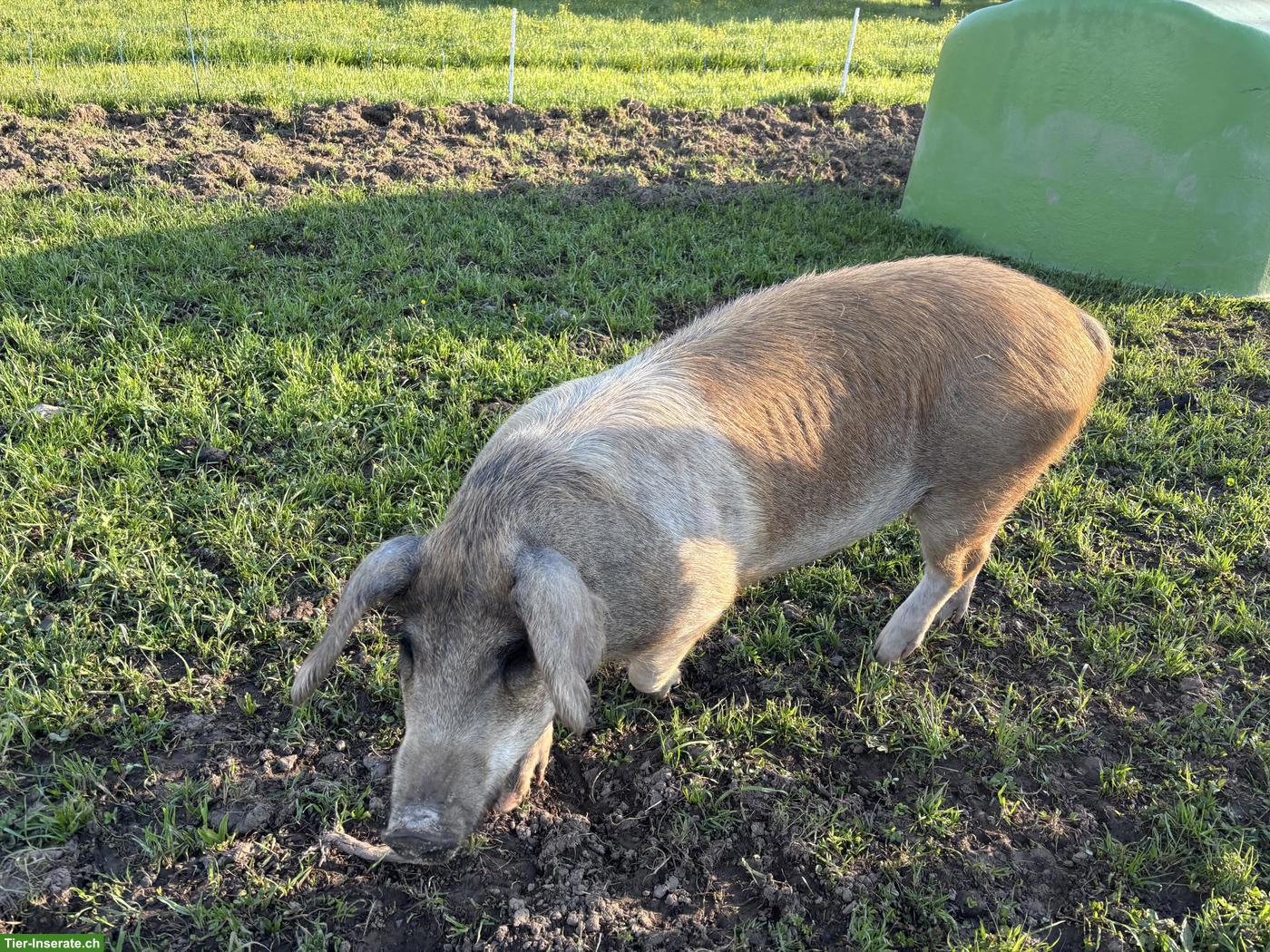 Bild 2: Schöne, zutrauliche More zu verkaufen