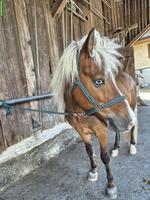 Biete Reitbeteiligung auf Isländer im Kanton Zug