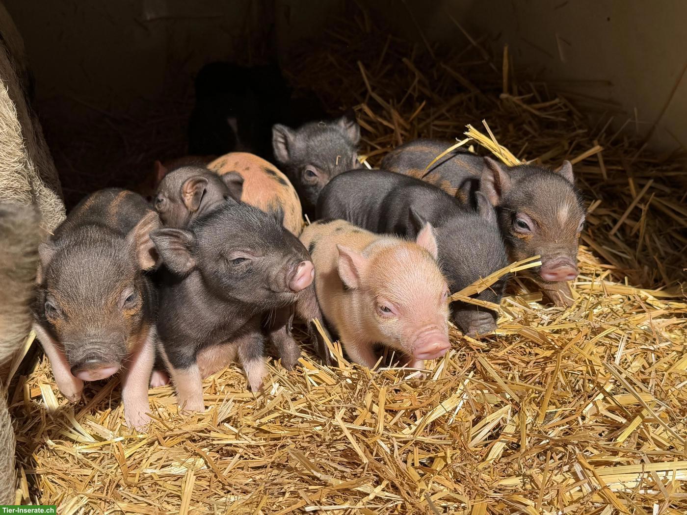 🐷 Mini-Schweine an liebevolle Plätze zu verkaufen 🐷