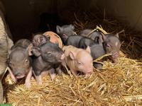 🐷 Mini-Schweine an liebevolle Plätze zu verkaufen 🐷