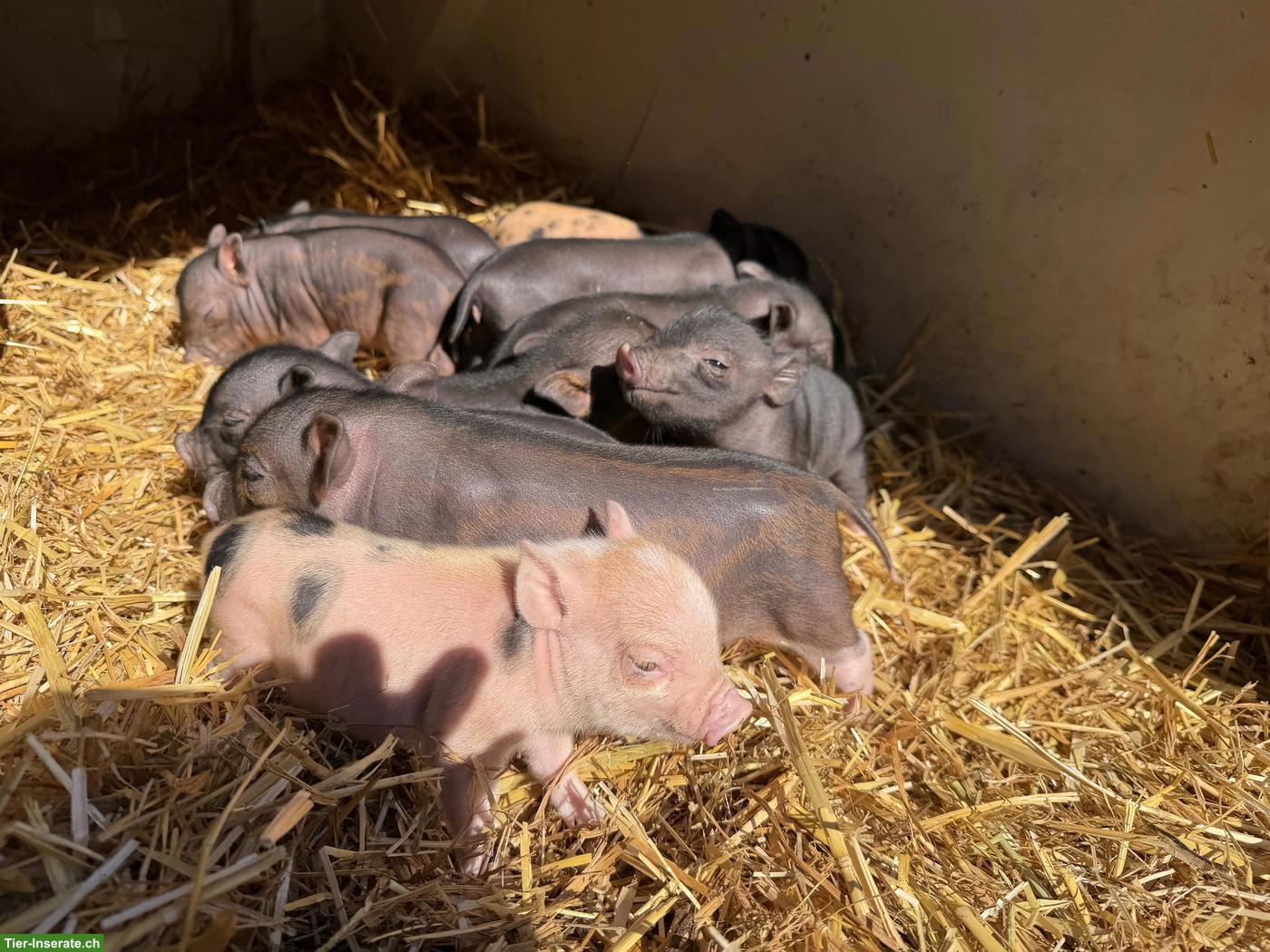 Bild 2: 🐷 Mini-Schweine an liebevolle Plätze zu verkaufen 🐷