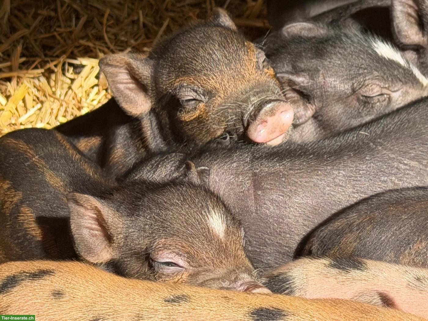 Bild 3: 🐷 Mini-Schweine an liebevolle Plätze zu verkaufen 🐷