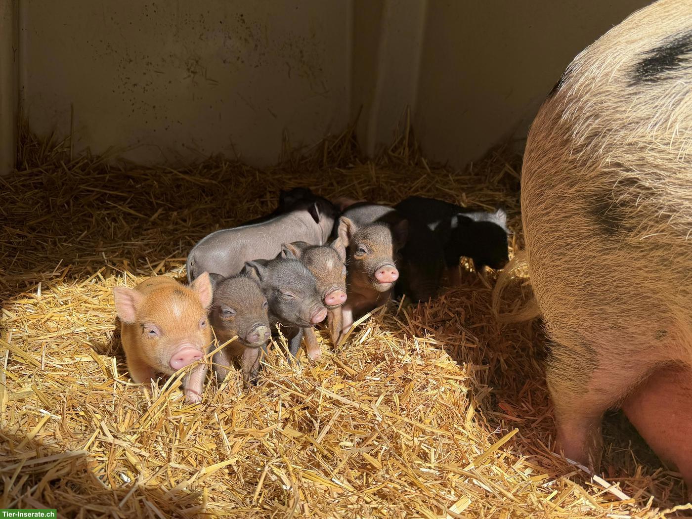 Bild 4: 🐷 Mini-Schweine an liebevolle Plätze zu verkaufen 🐷