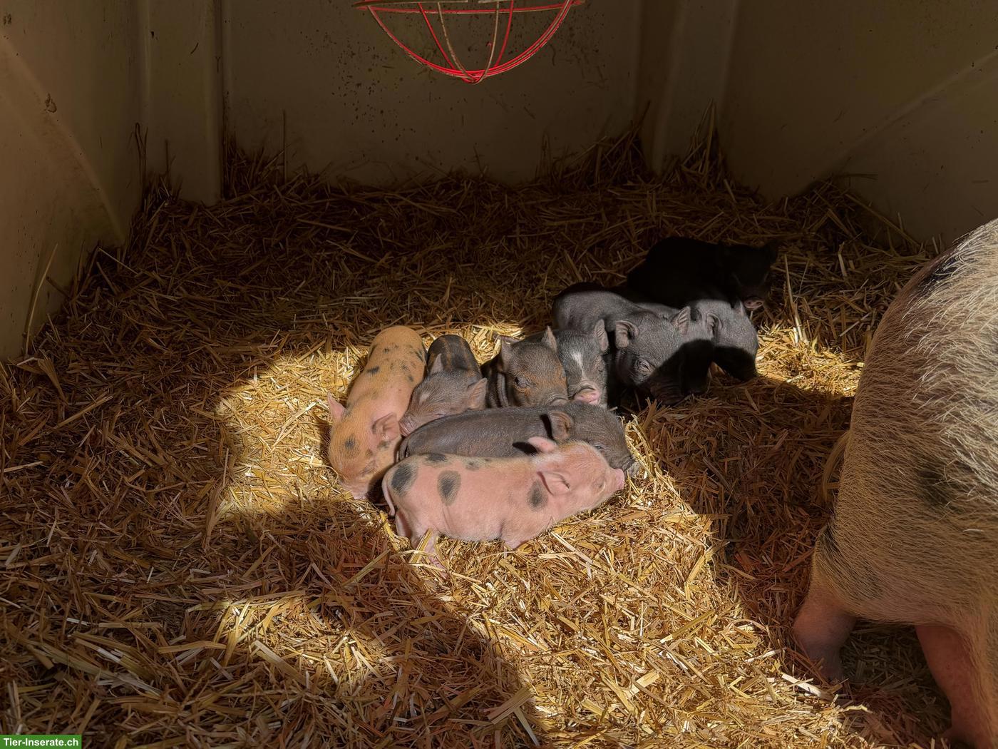 Bild 5: 🐷 Mini-Schweine an liebevolle Plätze zu verkaufen 🐷